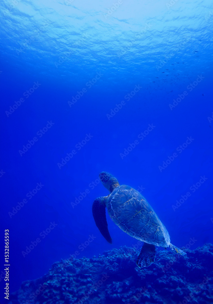 Fototapeta premium 沖縄・慶良間の海中を悠々泳ぐウミガメ