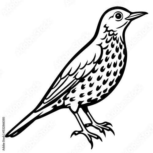 Song Thrush Outline Illustration – Clean Vector Style