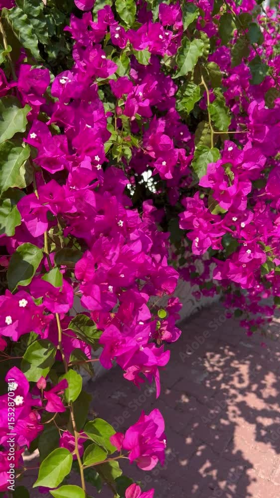 Bougainvillea flowers in the streets of Greek islands by summer Bougainvillea flowers in the streets of Greek islands by summer
