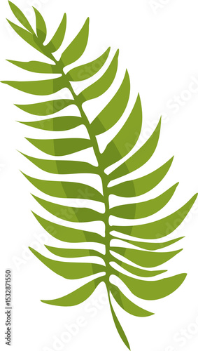 Stylized fern frond is being shown in flat vector design with transparent background