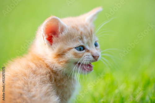 Cute yellow kitten sitting in the grass