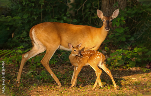 white tailed deer with baby deer