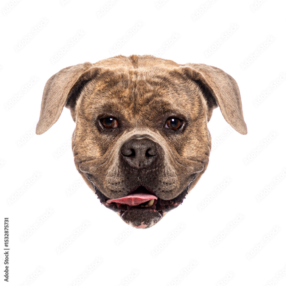 Obraz premium Portrait of happy american bully dog panting and sticking out tongue
