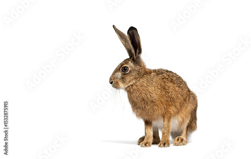 Side view of a European hare or brown hare, lepus europaeus, sitting and looking away on white background