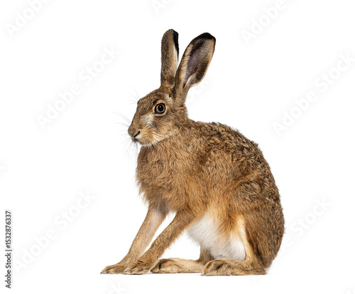 Side view of a European hare or brown hare, lepus europaeus, sitting and looking away on white background