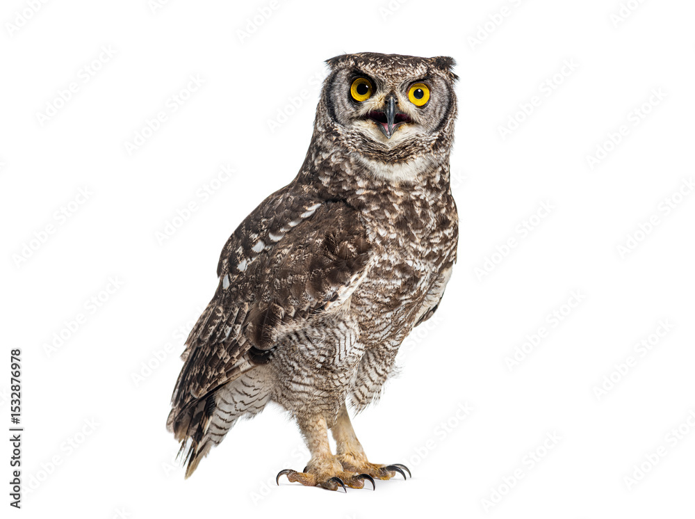 Fototapeta premium Spotted eagle owl or african eagle owl, bubo africanus, standing and looking at camera beak open, isolated on white