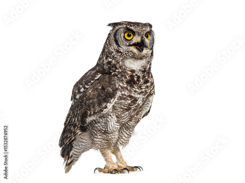 spotted eagle-owl, Bubo africanus, or African eagle-owl, islated on white