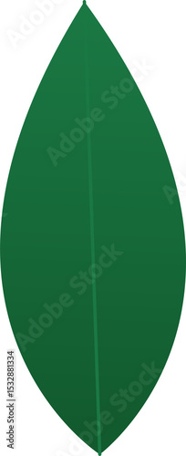 Stylized green leaf is floating in flat vector graphic with central vein, transparent background