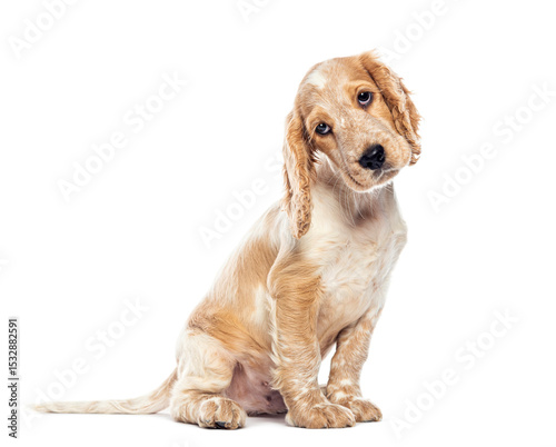 English cocker spaniel puppy sitting and tilting its head