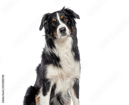 Australian shepherd dog sitting and looking at camera on white background