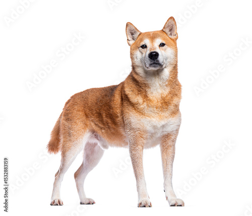 Shiba inu dog standing and looking forward on white background