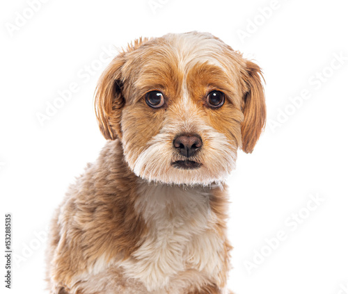 Adorable brown and white dog looking at camera on white background