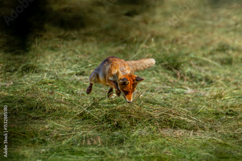fox hunting