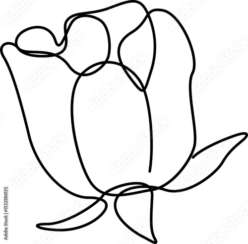 Fototapeta Naklejka Na Ścianę i Meble -  Stylized line art tulip is showing overlapping curved petals  and  two leaves on transparent backgro