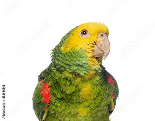Yellow crowned amazon parrot showing its colorful plumage on white background