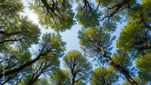 Looking Up at Tall Trees in a Forest with a Bright Blue Sky and Sunlight