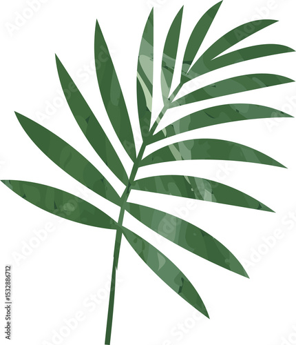 Flat botanical design showing palm frond on transparent background, displaying mottled green leaves