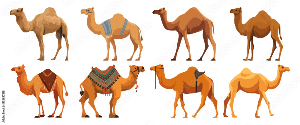 Naklejka premium Set of Camel Flat Vector Illustration on Transparent Background 