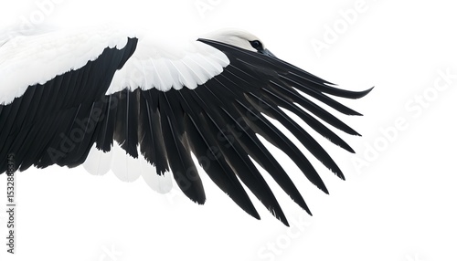 Detailed close-up of a bird's wing.