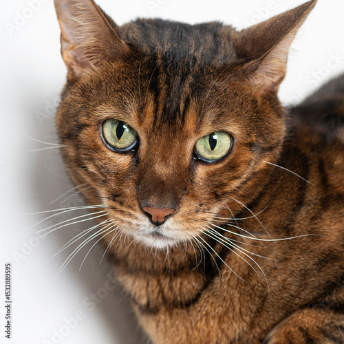 Bengal cat staring with intense green eyes on white background