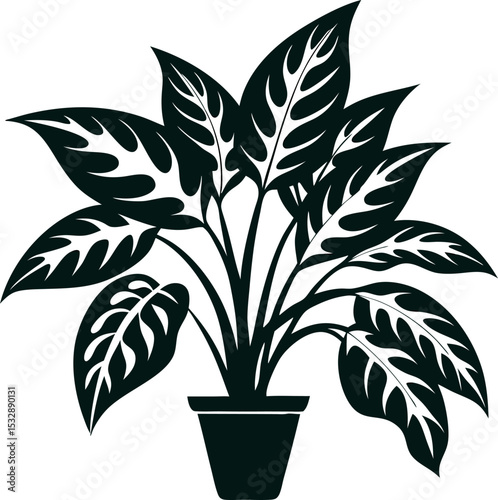  Chinese Evergreen (Aglaonema) Plant  silhouette vector icon 