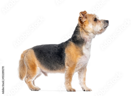 Groomed crossbreed dog standing and looking up on white background