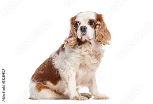 Cavalier king charles spaniel sitting and looking up with white background