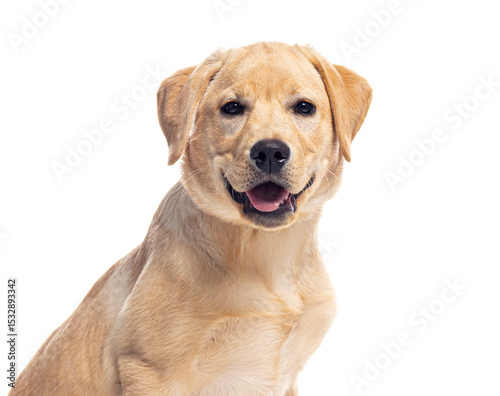 Labrador retriever puppy smiling on white background