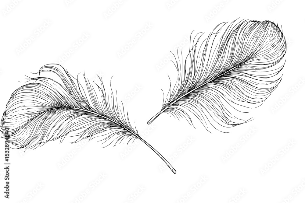Obraz premium Miniature feather illustration in black and white hand-drawn outline style