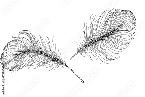 Miniature feather illustration in black and white hand-drawn outline style