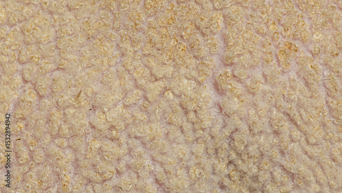 Close up of bird skin texture showing follicles and fine hairs
