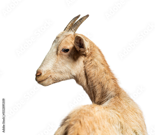Young goat looking backwards over its shoulder