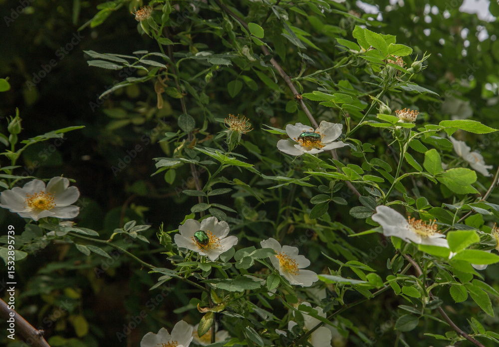 Fototapeta premium Wild White Roses with Green Beetles in Lush Garden Shrub