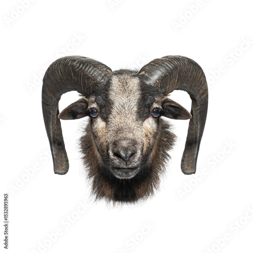 Portrait of grey ram with big horns looking directly at camera