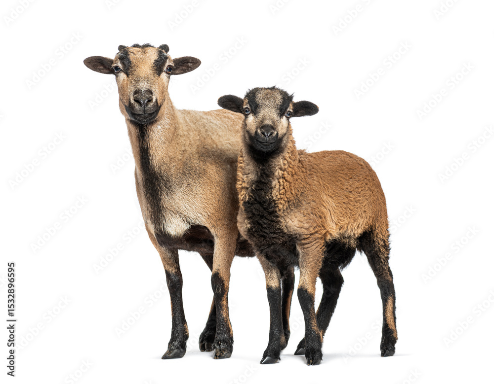 Naklejka premium Cameroon sheep ewe and lamb standing on white background