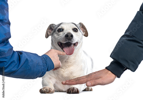 Happy dog lying down, getting petted by two people