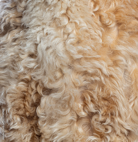 Фотография Close up of beige curly dog fur creating textured background