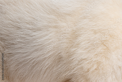 Close up of white dog fur texture showing softness and detail