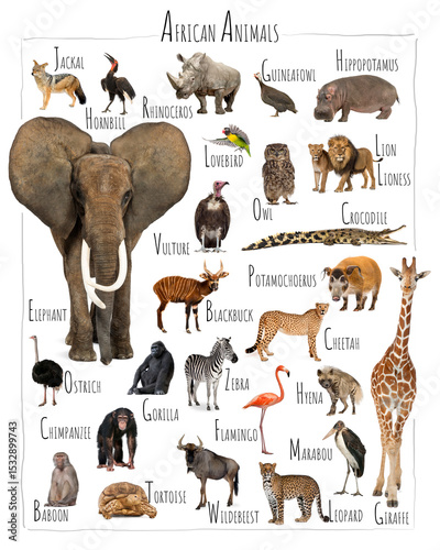 Fototapeta Naklejka Na Ścianę i Meble -  Educational chart displaying various african animals posing on white background