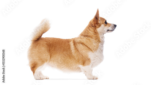 Welsh corgi pembroke standing on white background and looking right