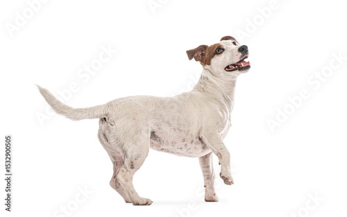 Jack russell terrier standing on two legs and wagging its tail