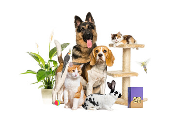 Large group of domestic animals including dogs, cats, birds and rabbit, posing together with food, plant and tree cat on white background
