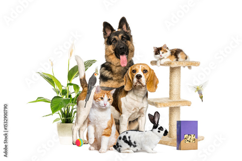 Large group of domestic animals including dogs, cats, birds and rabbit, posing together with food, plant and tree cat on white background