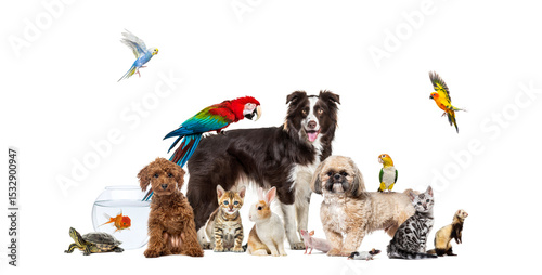 Large group of pets posing together on white background