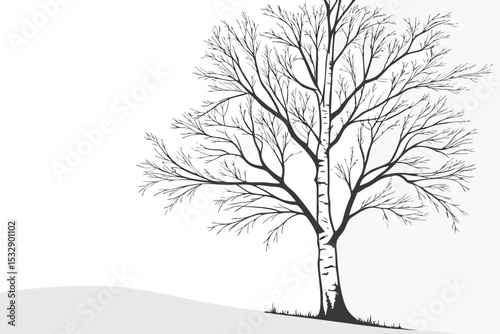 Bare birch tree silhouette on a hill