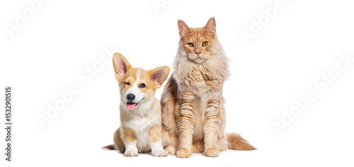 Playful corgi puppy winking next to a majestic maine coon cat