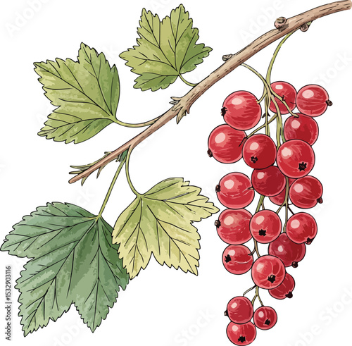 branch of red currant