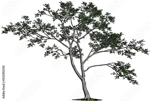 Detailed illustration of a single deciduous tree