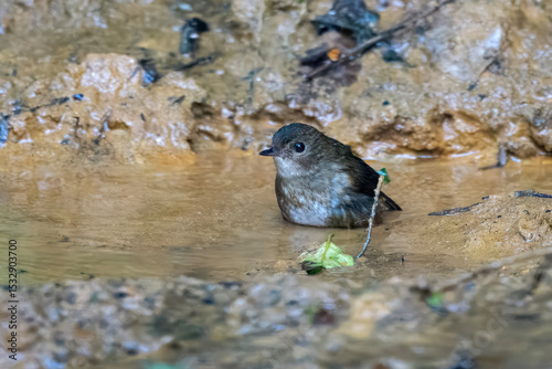 lesser shortwing or Brachypteryx leucophris seen in Karimganj, Assam, India