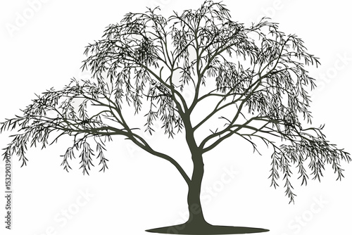 Weeping willow tree silhouette illustration
